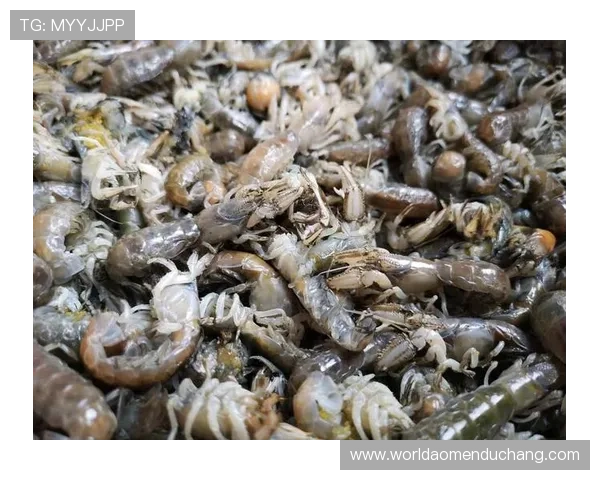 探索美高梅美狮视博广场：丰富多彩的娱乐活动和世界美食等你来体验